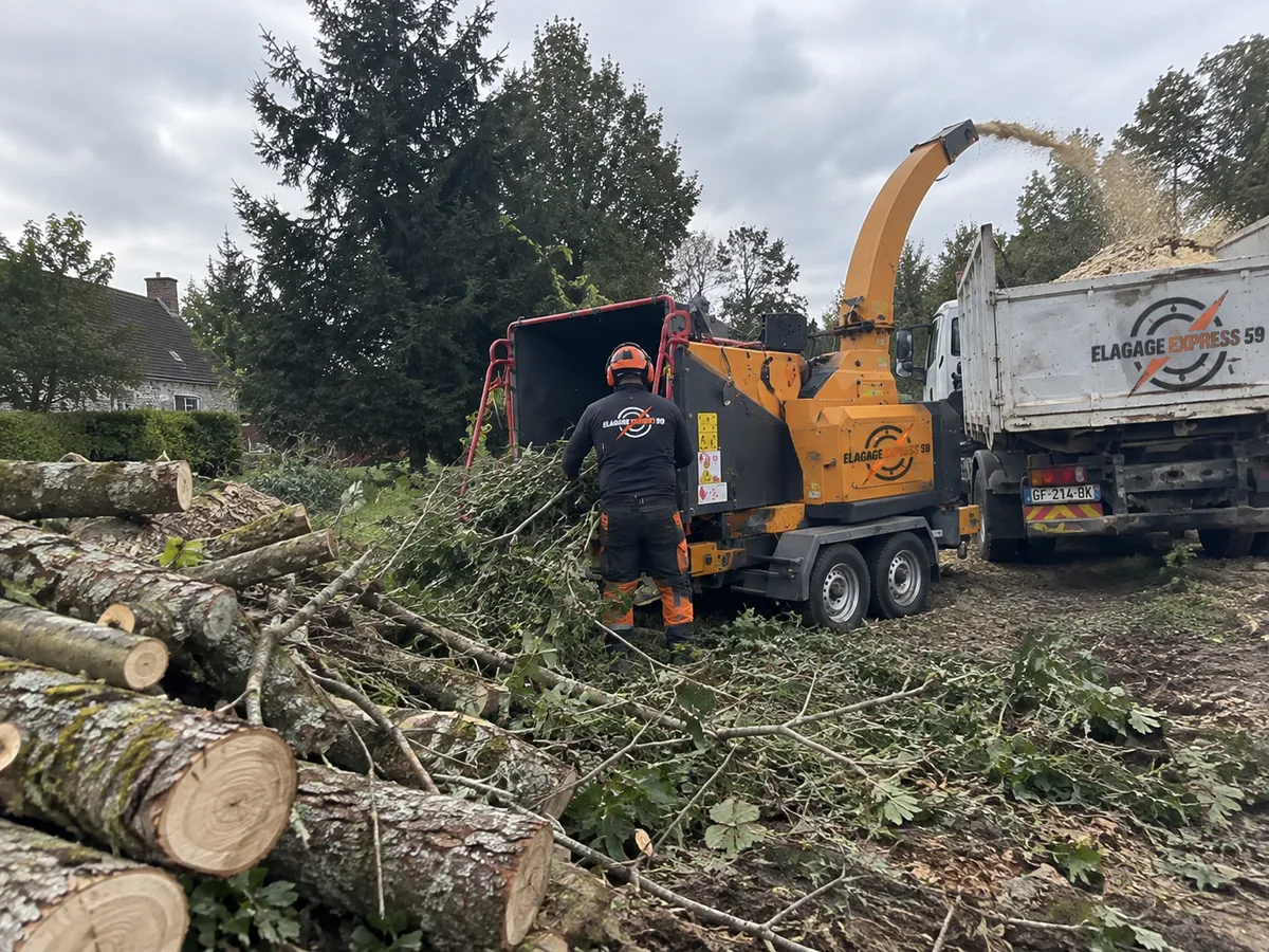 Taille d'arbres à Lens (62) — prestation