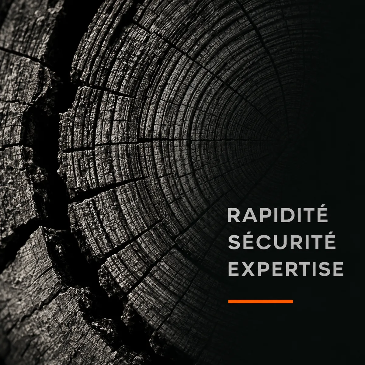Abattage d'arbres à Lens (62) — prestation