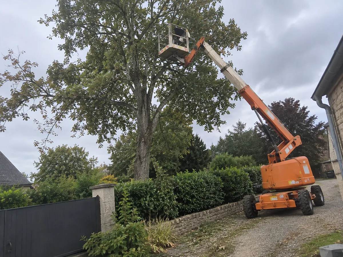 Taille d'arbres à Lens (62) — prestation