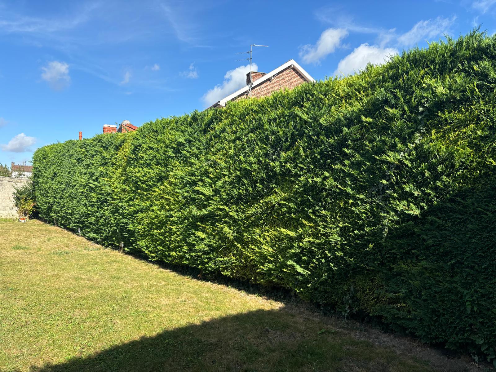 Taille de haies : règles, périodes et conseils pratiques dans le Nord et le Pas-de-Calais